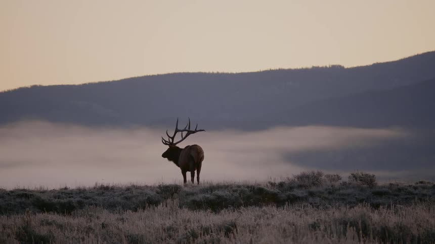 Wild elk on plain at sunset