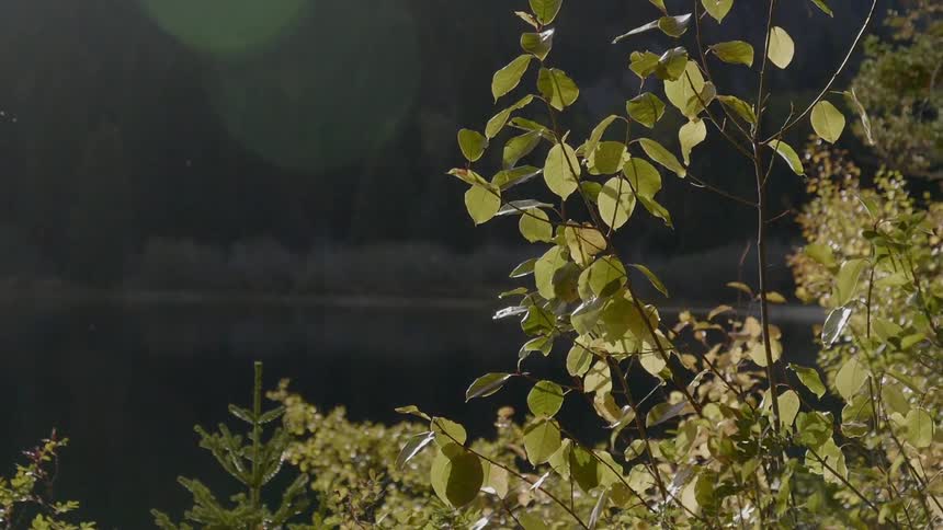 A scenery of a tree in the morning light