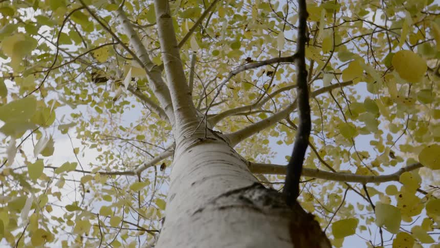 New leaves grow on a tall tree