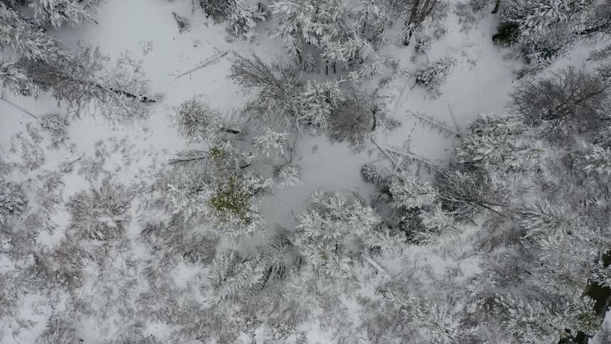 A forest covered in snow