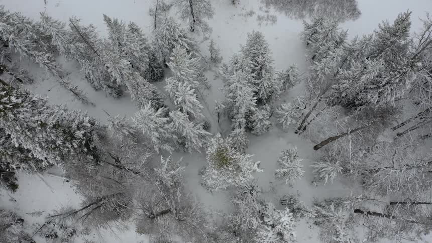 Birds eye view of forest with fresh covered snow