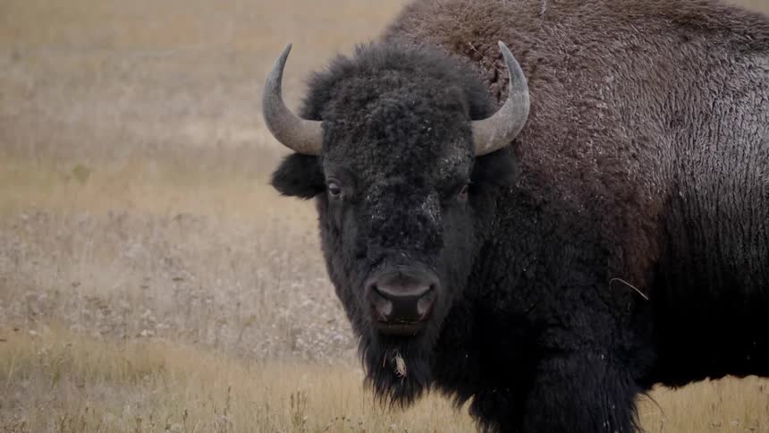Wild bison standing on grass plain
