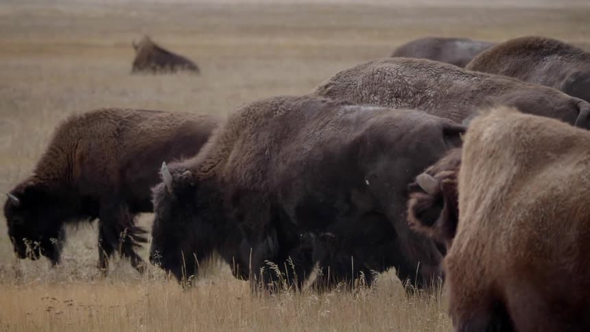 Herd of wild bison pasturing on grassland