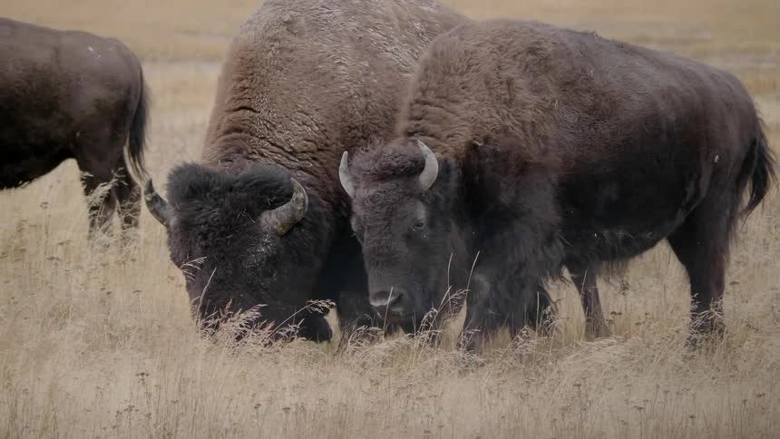 Buffalo are walking in a field