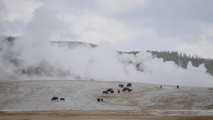 A herd of bison can be seen grazing in a field that is next to a huge cloud of steam coming from a nearby hot spring