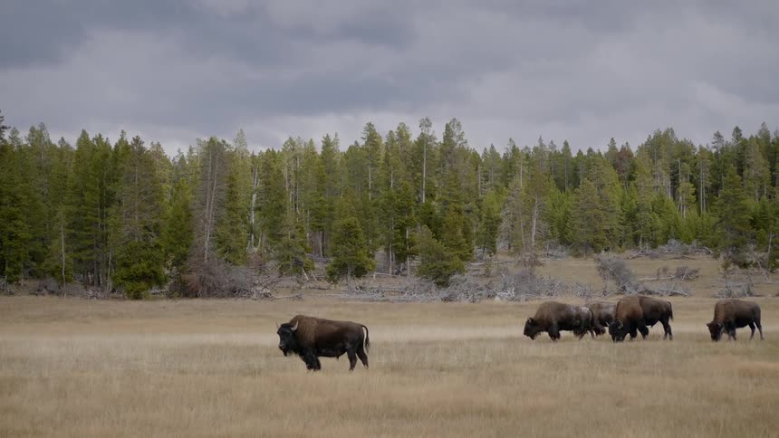 Bison graze on brown grass