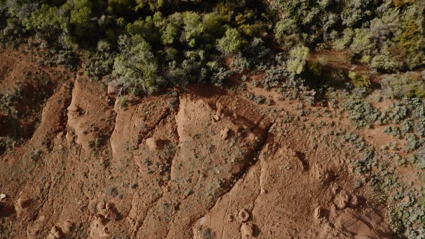 Rocks and trees from above