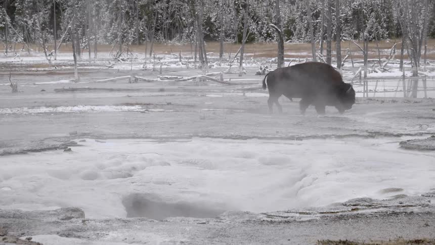 A buffalo is walking outdoors