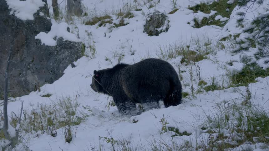 A large bear walks on the hill