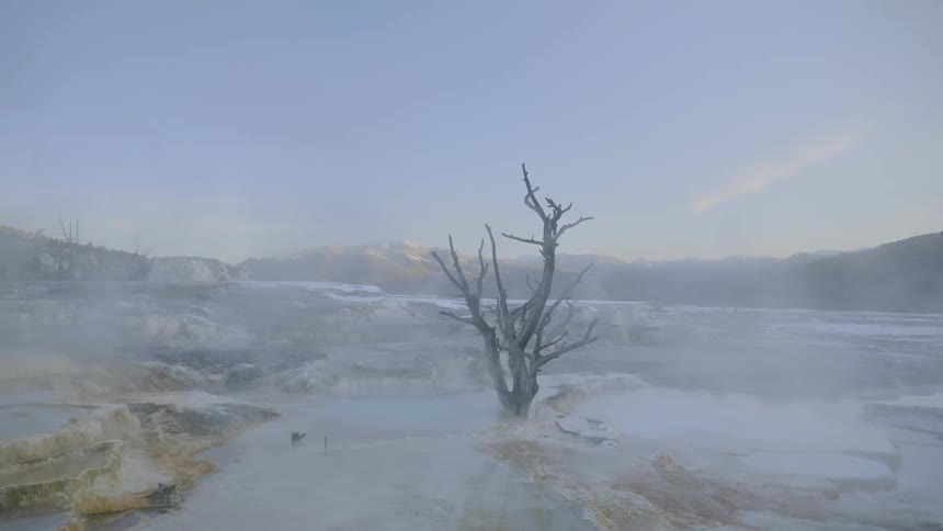 Bare tree sits surrounded by water under a blue sky