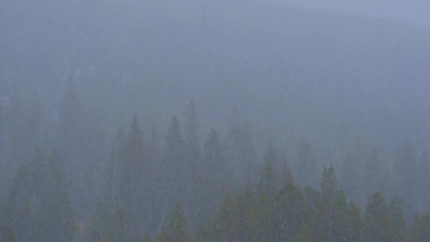 Rain pours down on the trees on a rainy day