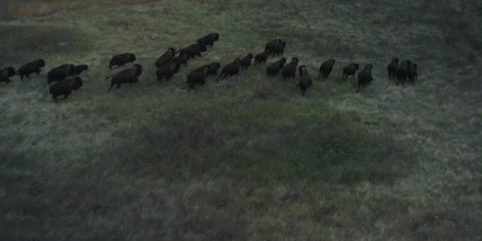 A herd of buffalo runs across the plains