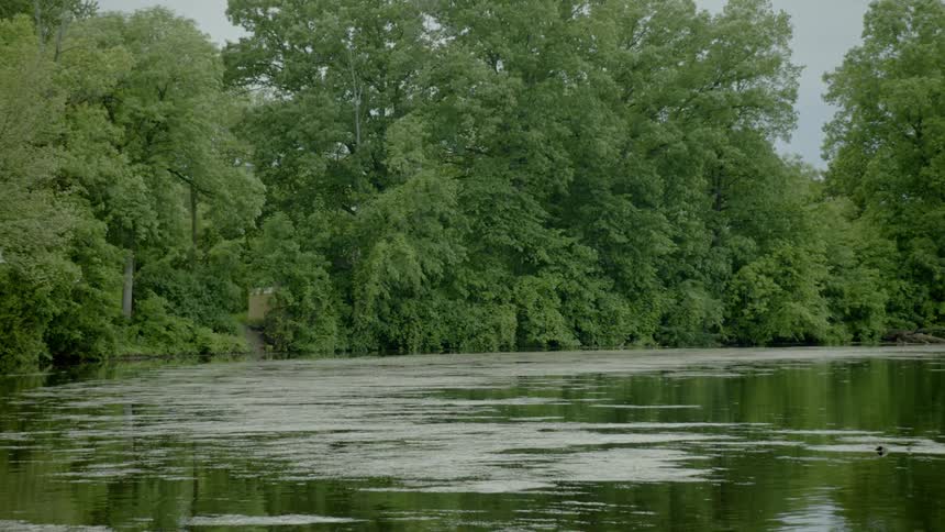 A bird flies above swampy water