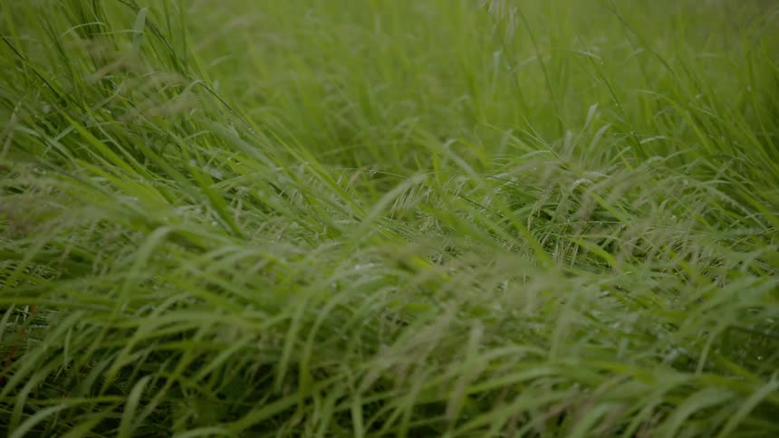 Close up view of green vegetation