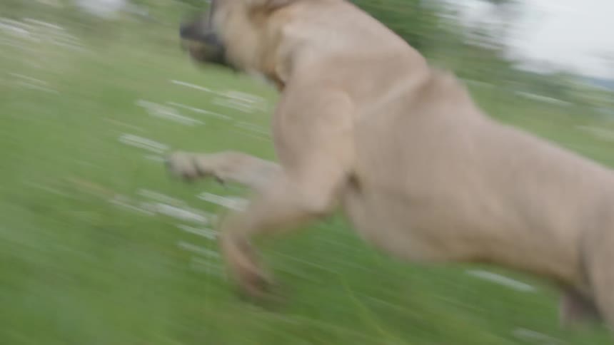 A pair of dogs running through a field