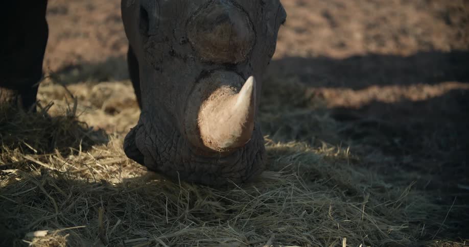 A rhino eats grass and weeds from the ground