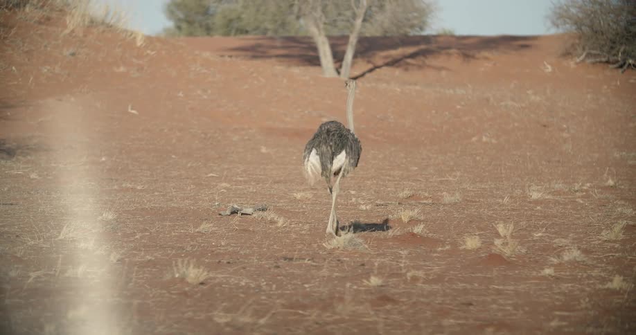 Ostrich walking