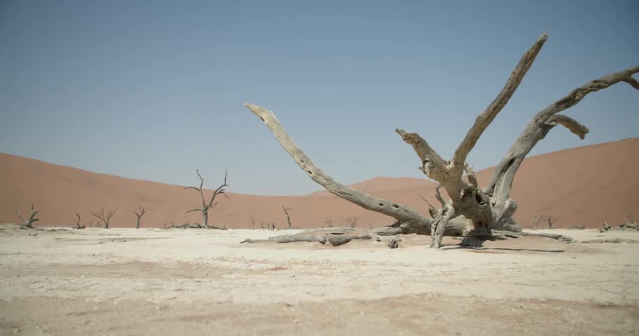 A dead tree in a dry lake bed surrounded by sand dunes