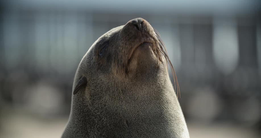 A seal looking into the sky