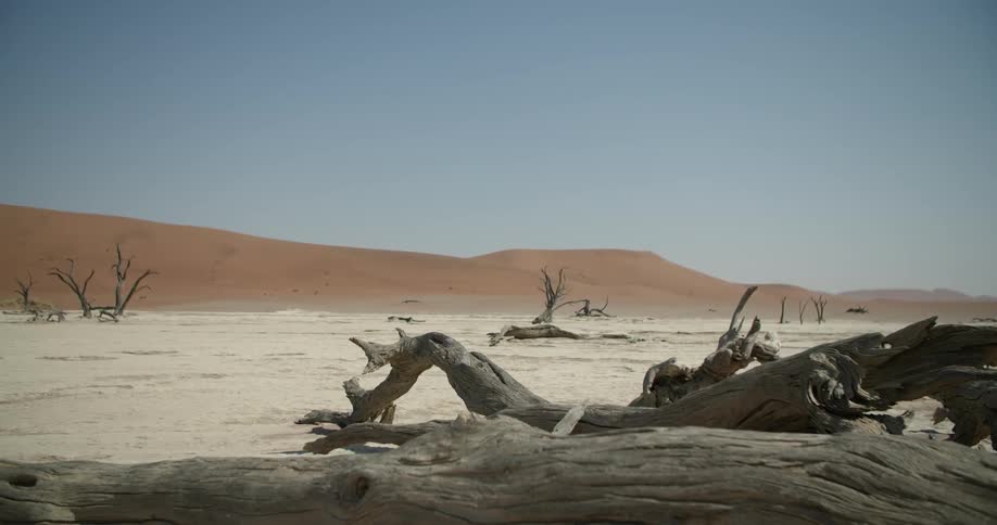 Badlands with many broken logs