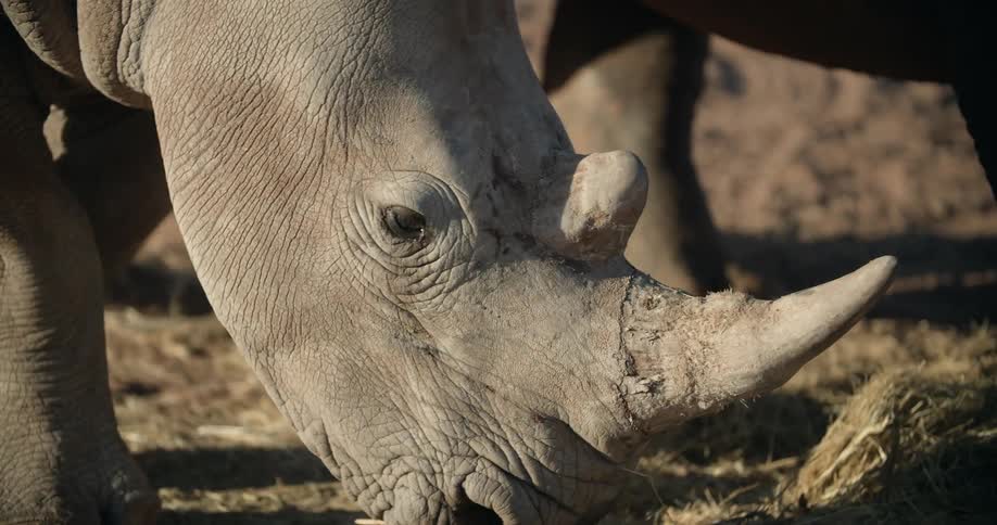 A rhino looks nibbles on grass