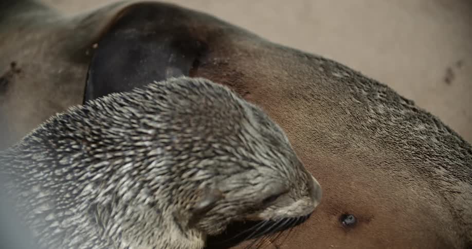 Seal pup nursing