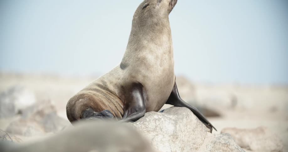 A seal relaxing on top of a rock while another scratches themself