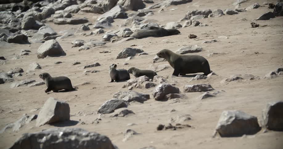 Seals walking on a rocky shore at daytime