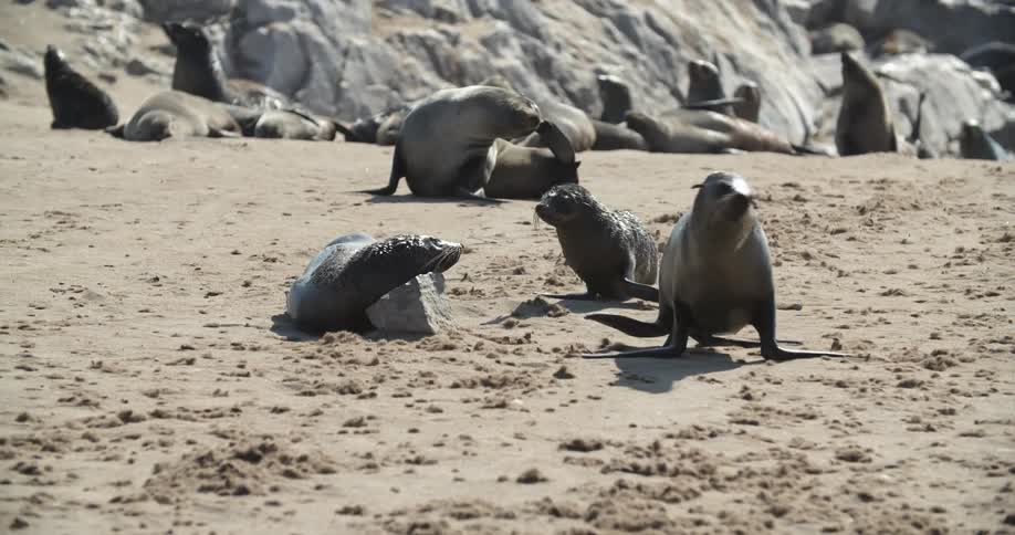 Seals walking on a beach