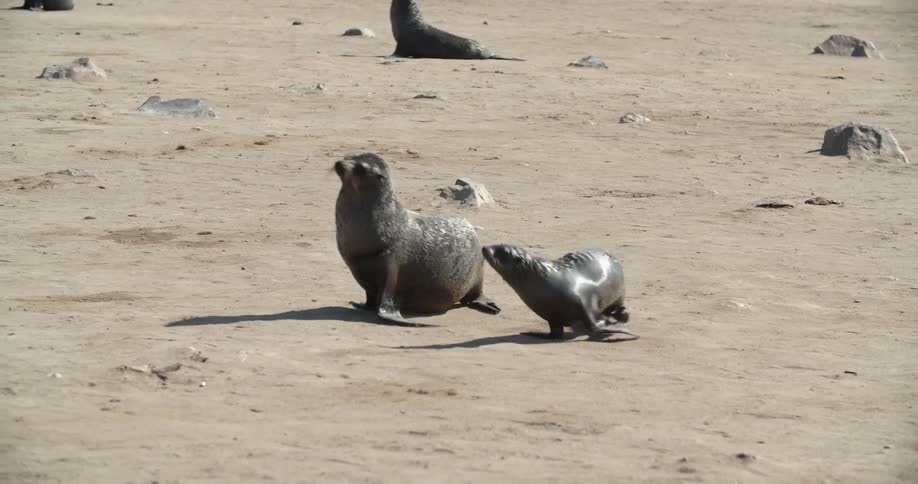 Two seals walking on a beach