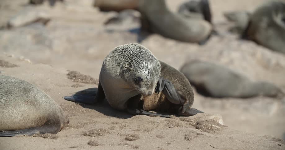 A seal scratching its face while resting on a beach