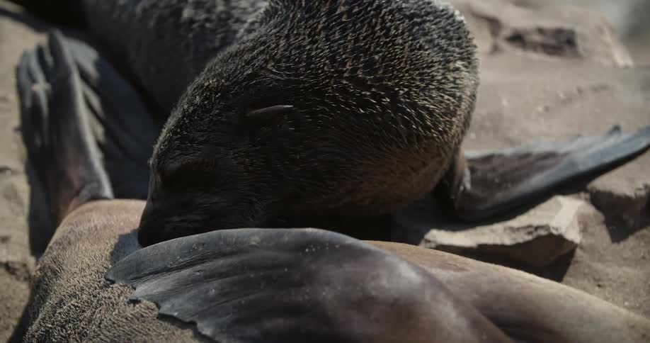 Seal pup nursing