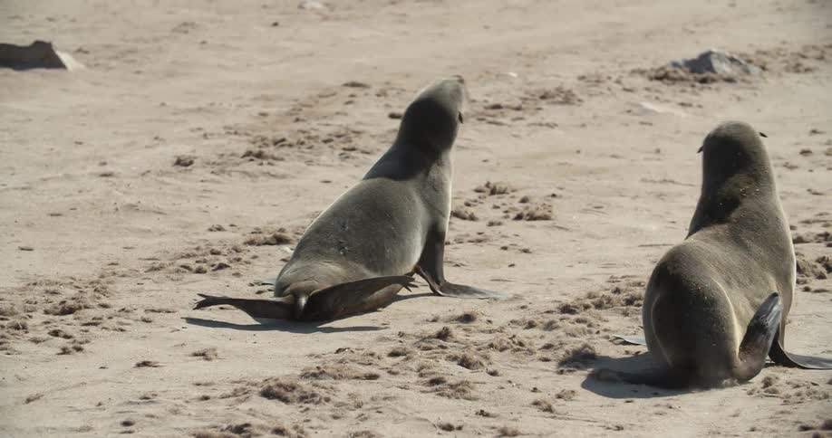 Two seals waddle along a sandy plot of land