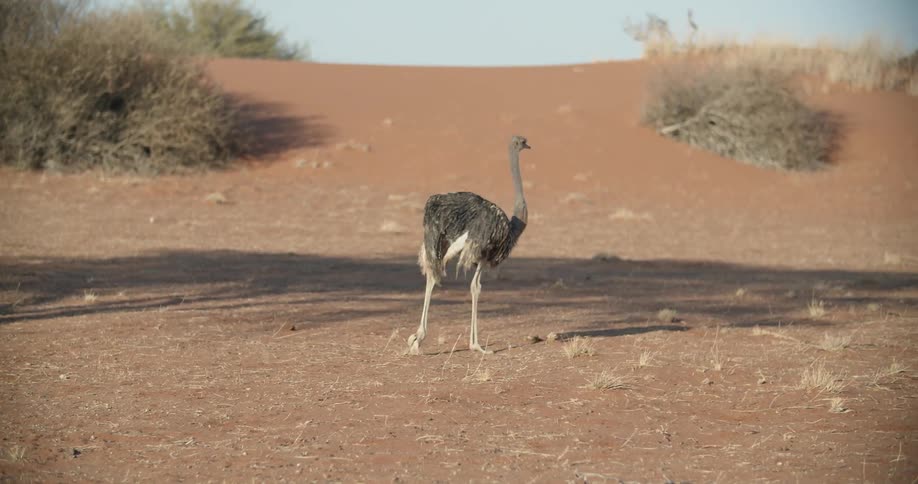Ostrich walking