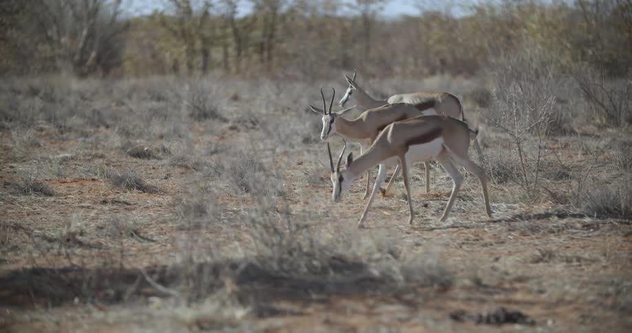 Three african antelopes walk across a field