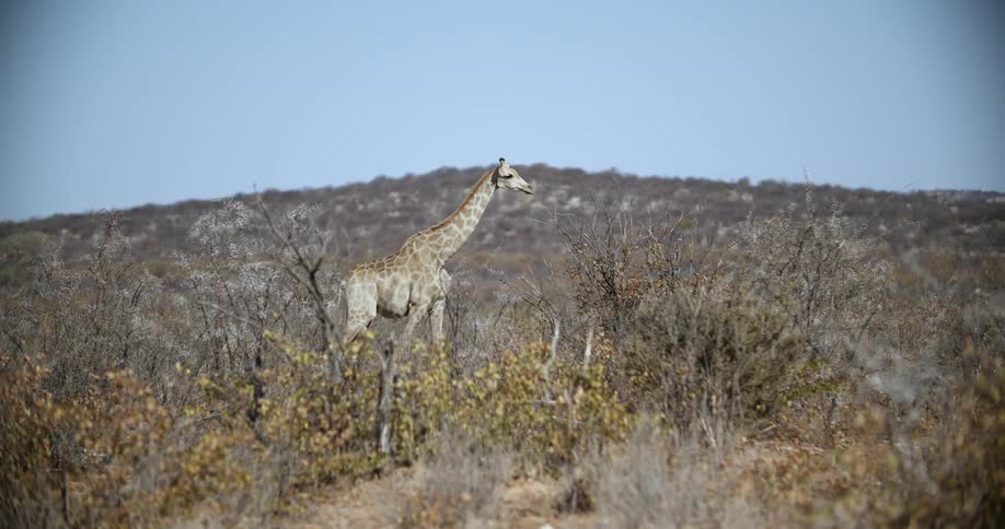 A giraffe walks through a scrubland