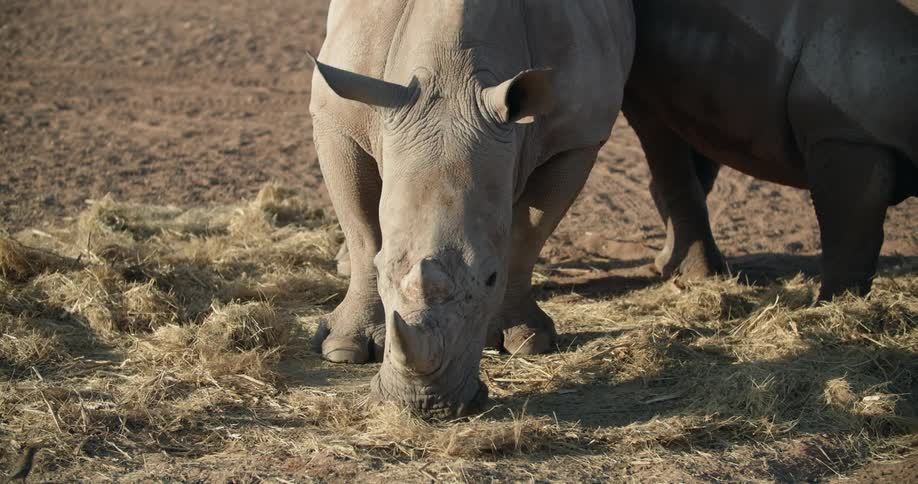 A rhino searches for food