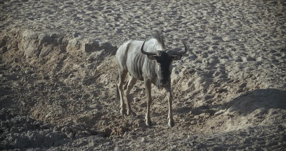 A wildebeest walking in sand bank