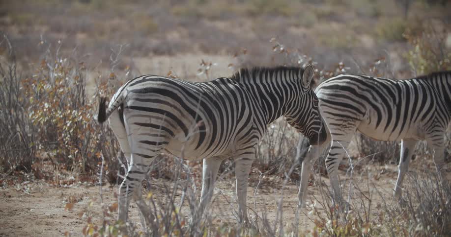 Zebra walk across a field