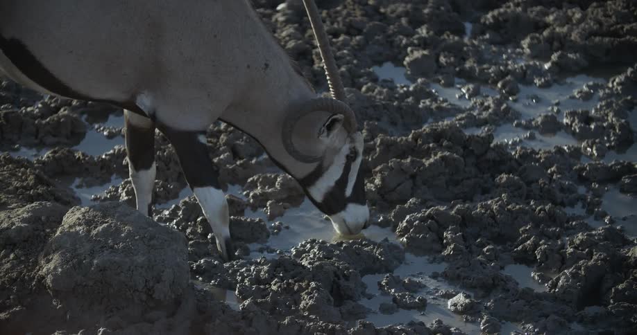 Antelope drinking water