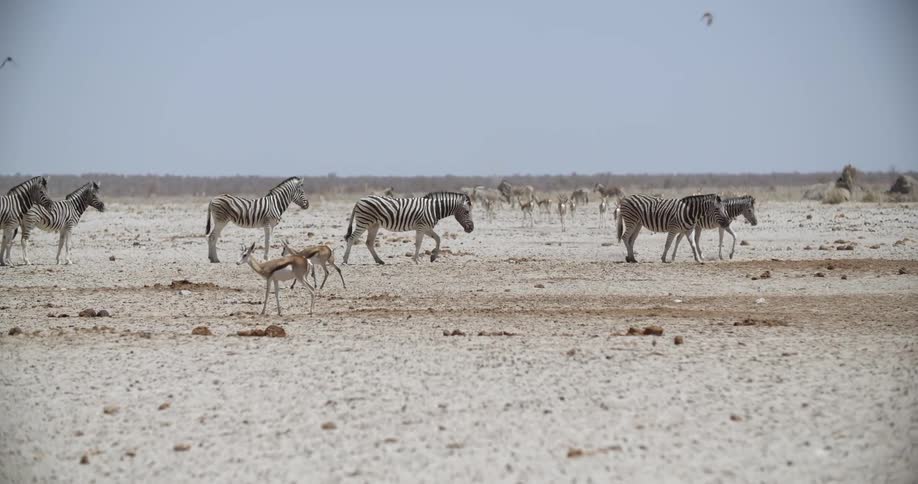 Zebra and antelope graze together