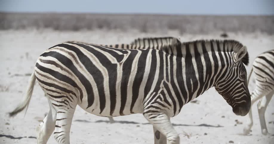 Zebras walk across flat sands at day