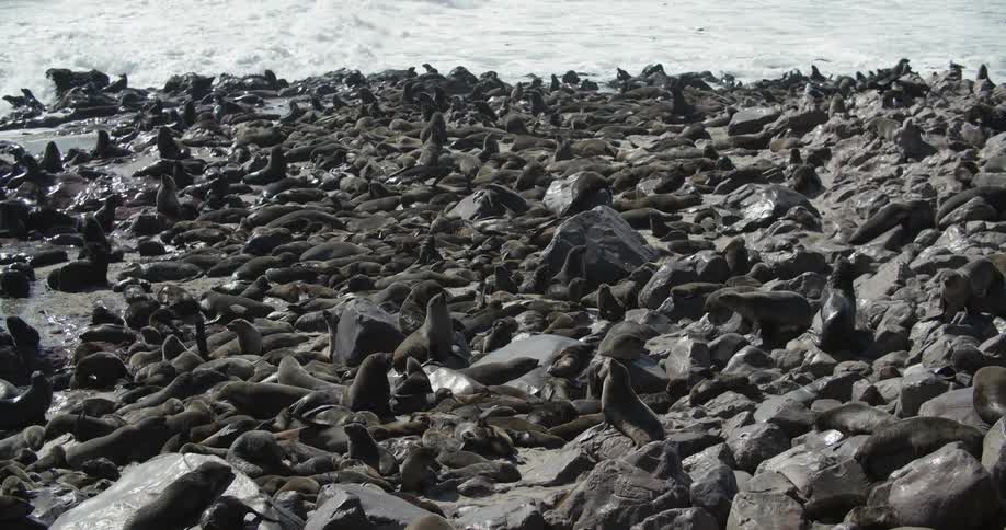 Seals basking in a rocky shore