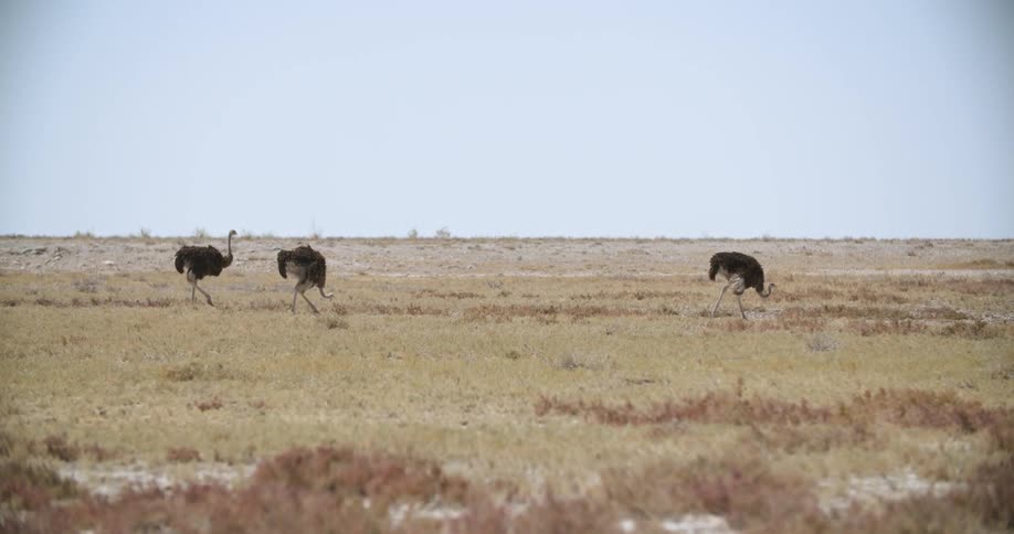 Ostrich walking across a wide opened field during the day