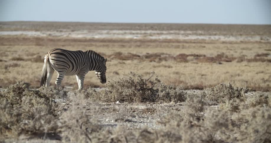 Zebra walking in a plain