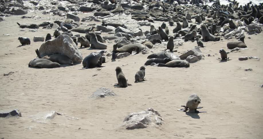 Seals walk around on a beach