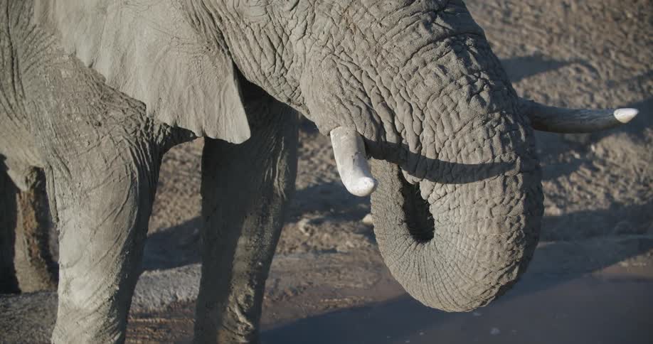 An elephant uses its trunk to get a drink of water