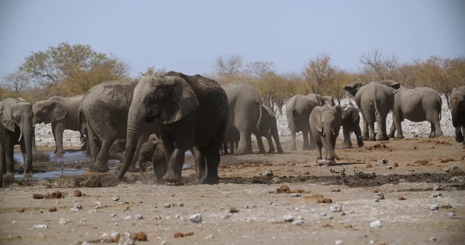 Many elephants walk through the water
