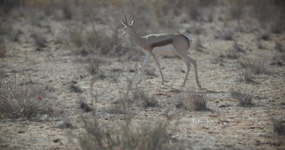 Two deers walking on a grassy plain at daytime