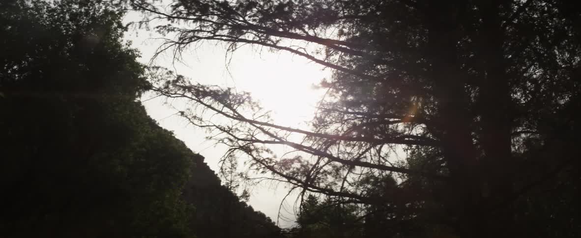 Looking up at treetops and a mountain slope